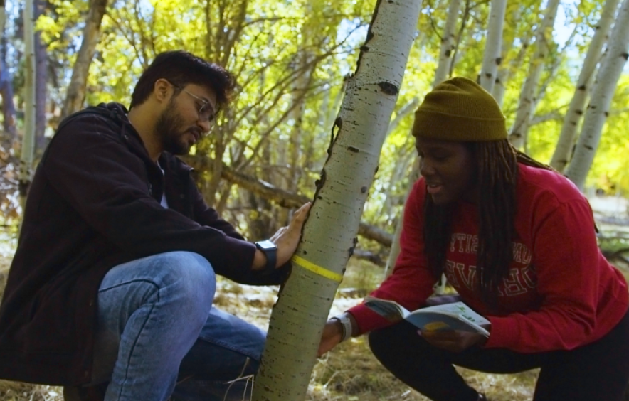 two students measuring aspen tree